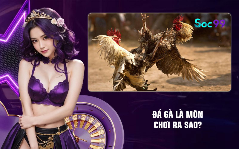Đá gà là môn chơi ra sao?